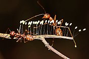 蚂蚁爬上真菌的树枝。