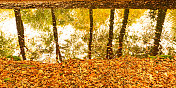 在一个美丽的秋日，山毛榉树倒映在森林里一条小溪的水面上