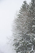 暴风雪中的松树