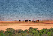 津巴布韦卡里巴湖岸边的大象