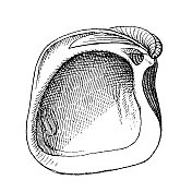 Congeria conglobata是一种已灭绝的化石属
