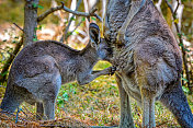 东部灰袋鼠Joey (Macropus giganteus)