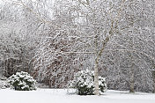 公园里的冬季景观，12月的树木被雪覆盖