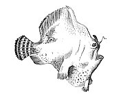 古董海洋动物雕刻插图:蛙鱼