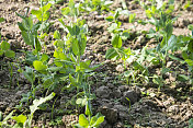 绿豌豆栽培原材照片