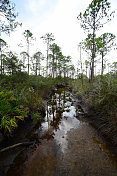 潮溪延伸到佛罗里达松林的广角视图
