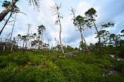 在佛罗里达沿海松林的活和死松树的广角视图