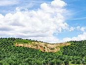 农业:马来西亚丰富的棕榈油产业