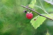 纹理艺术图片上的野生浆果在一个分支-树莓特写。