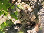 野生猫科动物