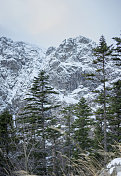 松树和雪山的景观