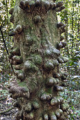 澳大利亚昆士兰热带雨林的多节树