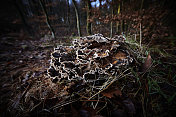丹麦森林中树根上的真菌