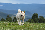 秋田犬