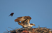 红翼黑鸟对鱼鹰的战斗