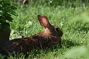 一只兔子在树荫下休息