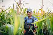戴着帽子的老人在检查玉米的质量