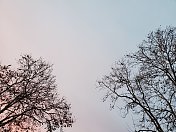 灰色天空下的无叶树