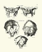 蝶骨和枕骨，人类头骨，维多利亚解剖学图
