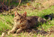 小猫躺在草地上，看着镜头