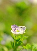 Speedwell植物花特写图像