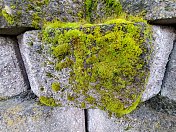 灰色岩石上的绿苔
