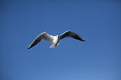 海鸥在蓝天中飞翔