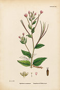 阔叶柳草，山蕨，维多利亚植物学插图，1863年