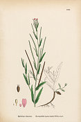 短荚方茎的柳树草本植物，隐白蕨，维多利亚植物学插图，1863年