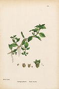 Marsh Isnardia, Ludwigia palustris，维多利亚植物学插图，1863