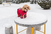 雪天里，泰迪狗穿着中国的衣服和鞋子在雪地里玩耍