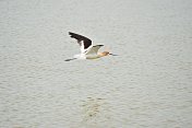 美国Avocet飞行