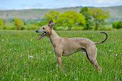 一只美丽的棕黄色灰狗站在草地上。