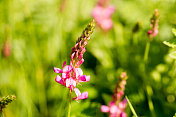 特写的粉红色三叶草的背景草。