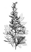 古植物学插图:艾叶(艾叶、大艾叶、苦艾叶、苦艾叶、苦艾叶)