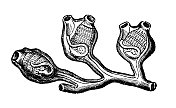 古植物学插图:李斯特草