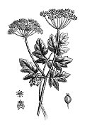 古植物学插图:独角草、大猪草、大猪草或牛防风草