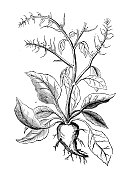 古植物学插图:甜菜(Beta vulgaris)