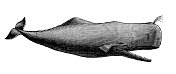 仿古动物插图:抹香鲸、抹香鲸