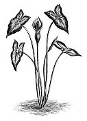 古植物学插图:双色Caladium bicolor(象耳)