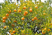 果树:柑橘