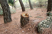 砍伐森林里的松树