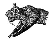 古董动物插图:响尾蛇，角响尾蛇