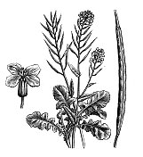 古植物学插图:油菜(Brassica napus subsp napus)