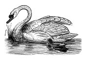 古董动物插图:天鹅