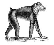 古玩动物插图:黄狒狒(Papio cynocephalus)