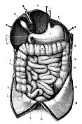 古董插图:消化系统
