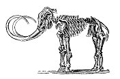 古董动物插图:猛犸骨架
