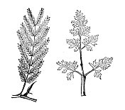 古董植物学插图:不同类型的叶子