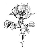古董植物学插图:蔷薇，狗玫瑰